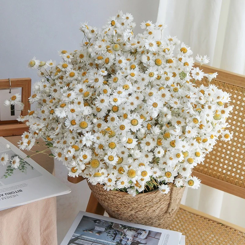 Factory Wholesale Natural Dried Flowers Rhodanthe Bouquet Flower Ludan Bird Dry Flowers Decorations