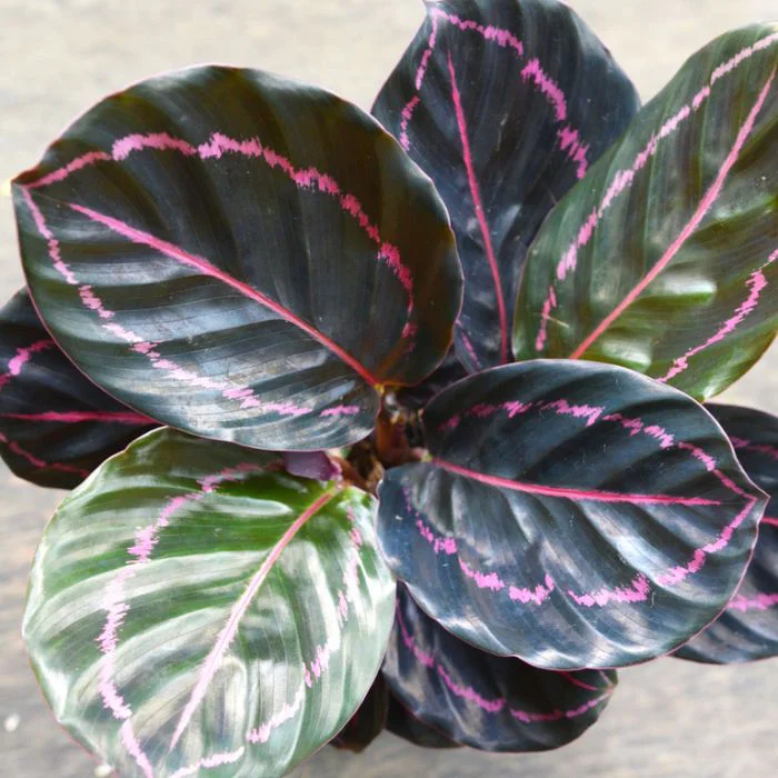 
Best price calathea live plant indoor bonsai calathea seeds 