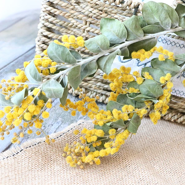 Натуральные сухие желтые цветы на воздухе, сушеные ветви акации, сушеные натуральные цветы фарнезианаго