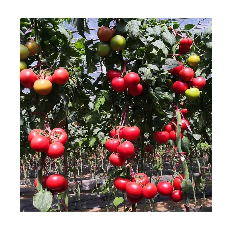 
Best HIgh Yield Cold Resistant Big Red Indeterminate Hybrid F1 Tomato Seeds from China 
