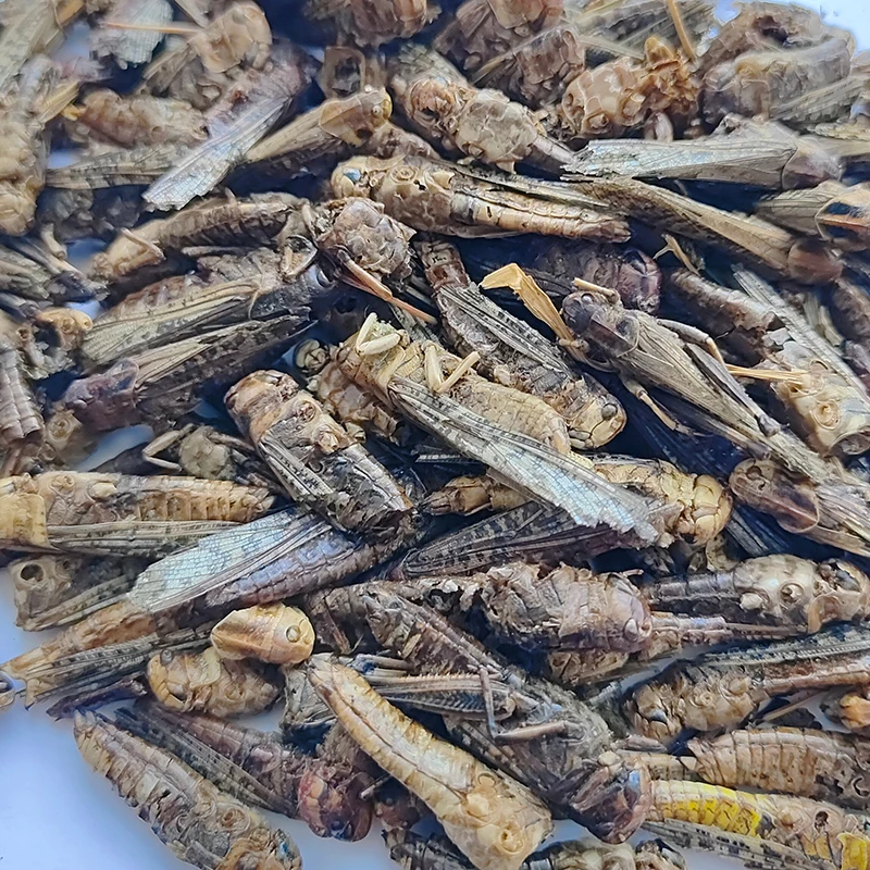 Excellent Insect Feed for Your Furry Friends. Abundant in Zinc. Improve Skin & Coat Health.Dried Grasshopper