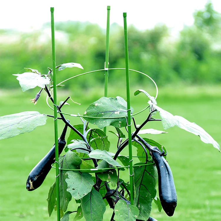 Round Anodised Climbing Spiral Hooks For Creeping Brass Tomato Cage Plant Support Garden Stakes For Plants