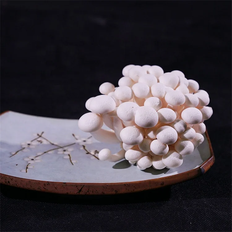 
Hot Sale Prevent Diabetes Commercially Cultivated Mushroom Shiitake Mushroom Fungi 