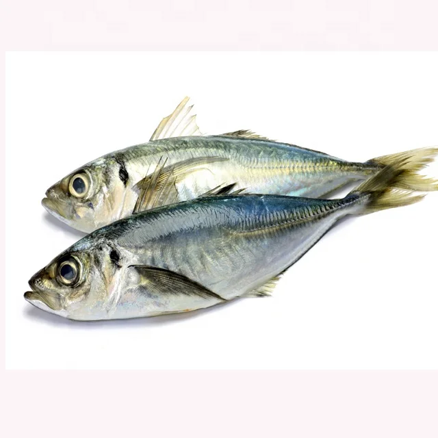 Цельная круглая замороженная Конская скумбрия по хорошей цене