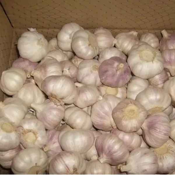 New Crop Fresh Garlic In Good Quality Fresh Normal White Garlic In Low Price From China