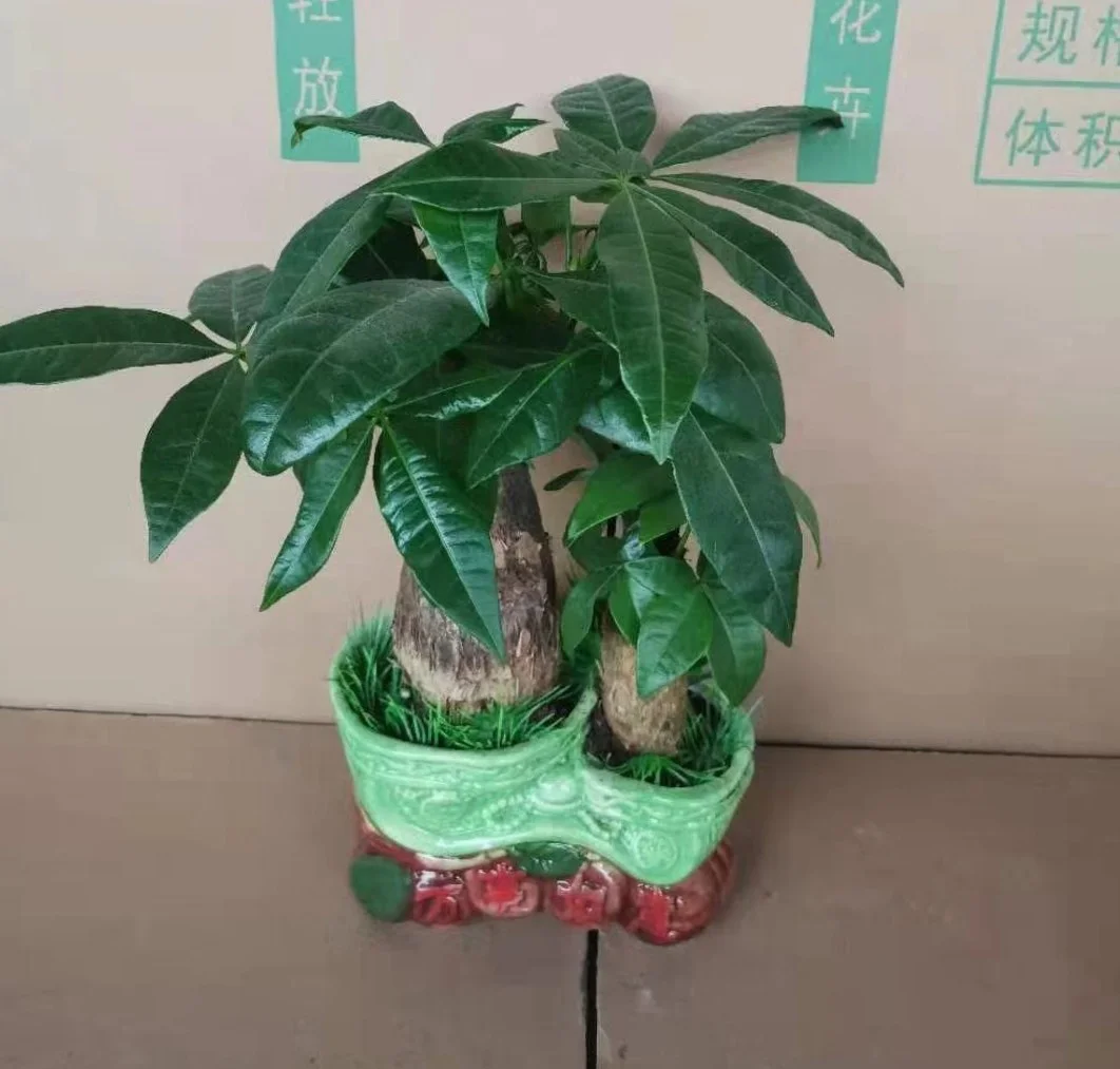 
high quality low price promotion popular Pachira Fortune tree ornamental live real natural plant 
