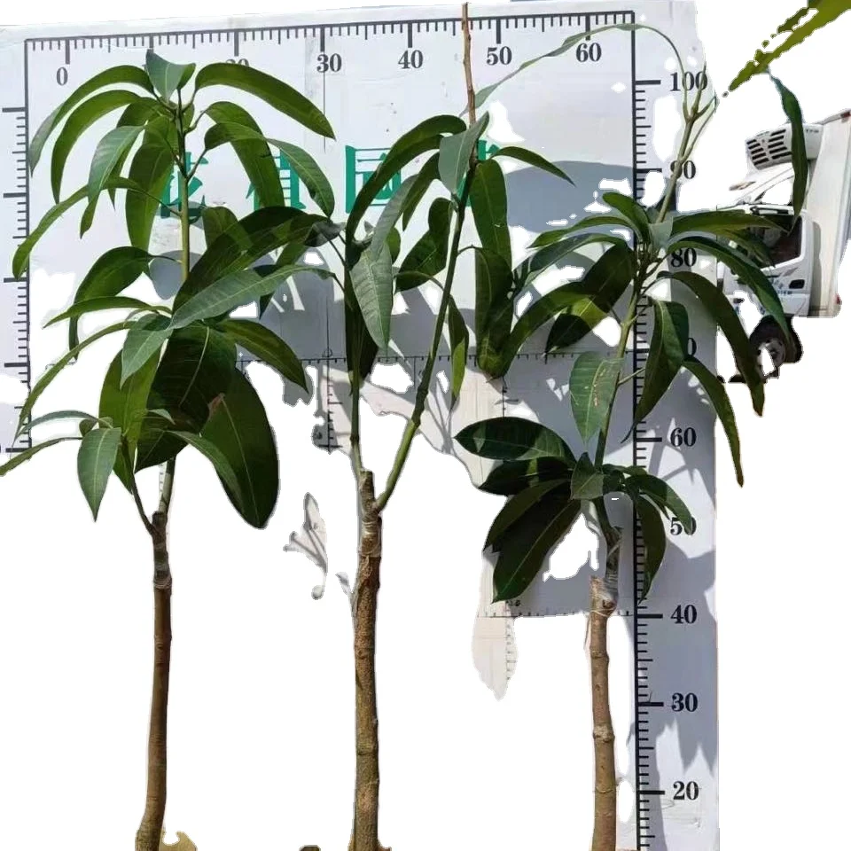 
Mango Tree Seedling 