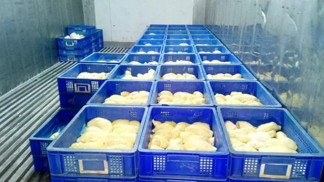 FRESH DURIAN ORIGIN VIETNAM (Ms.Holiday 84 845 639 639)