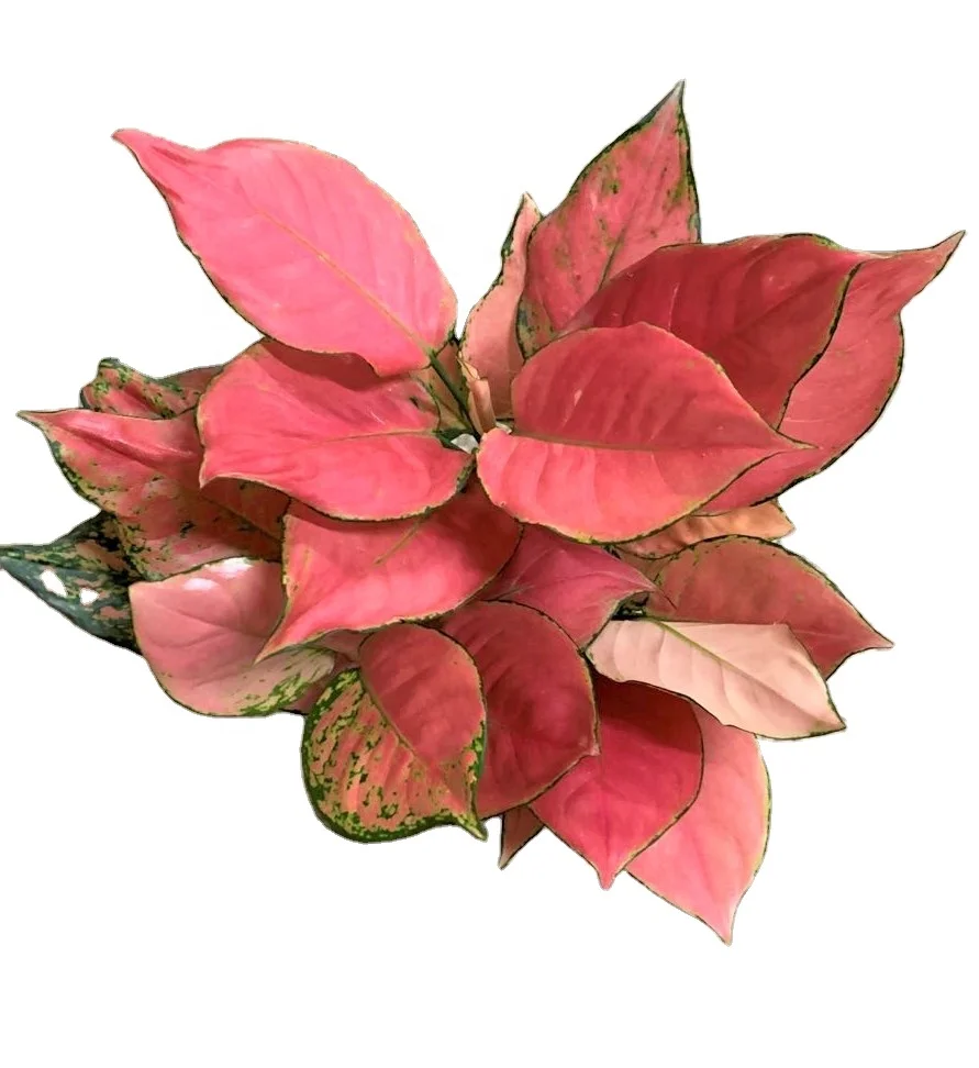 wholesale Aglaonema Auspicious red ornamental plant