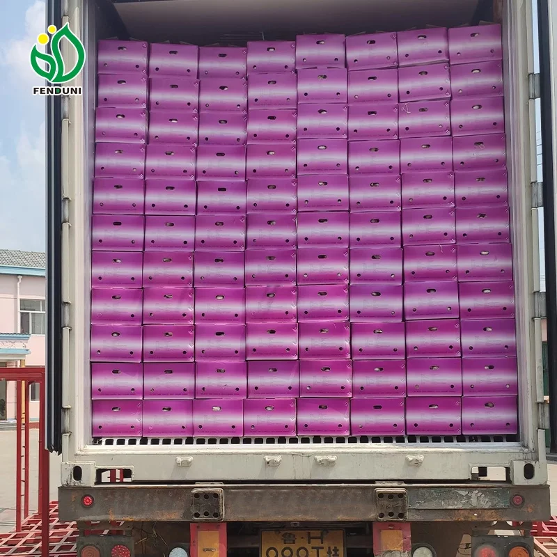 Shandong Fresh Export Garlic for Sales New Crop 250g/bag, 10kg box with Wholesale Price