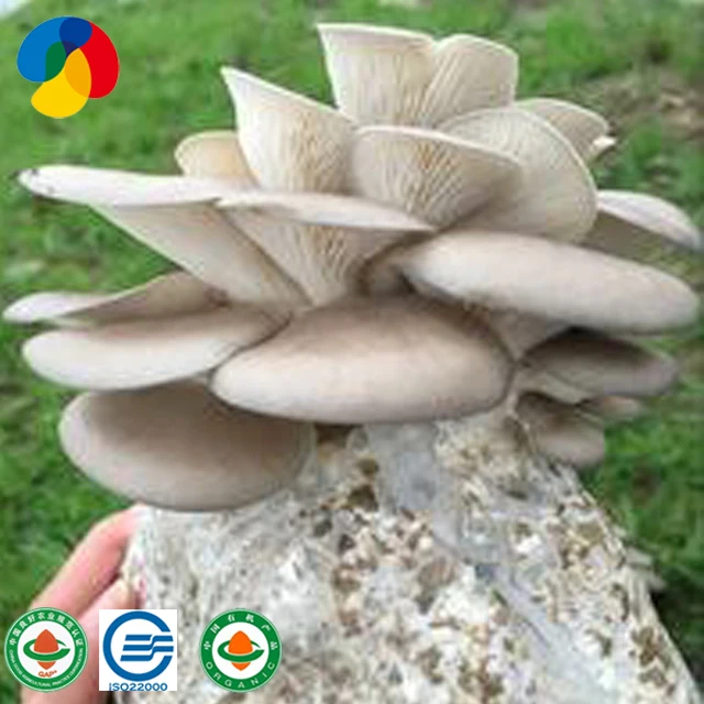 Farm grow organic sawdust growing bag inoculated grey oyster mushroom spawn logs