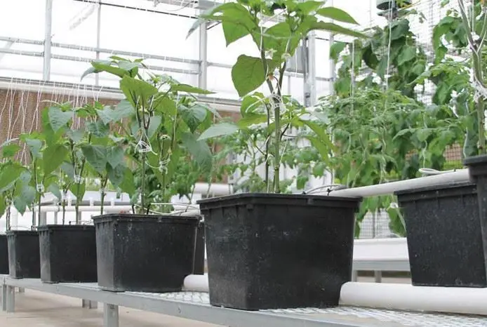 Planting Pots Black Dutch Buckets for Hydroponic
