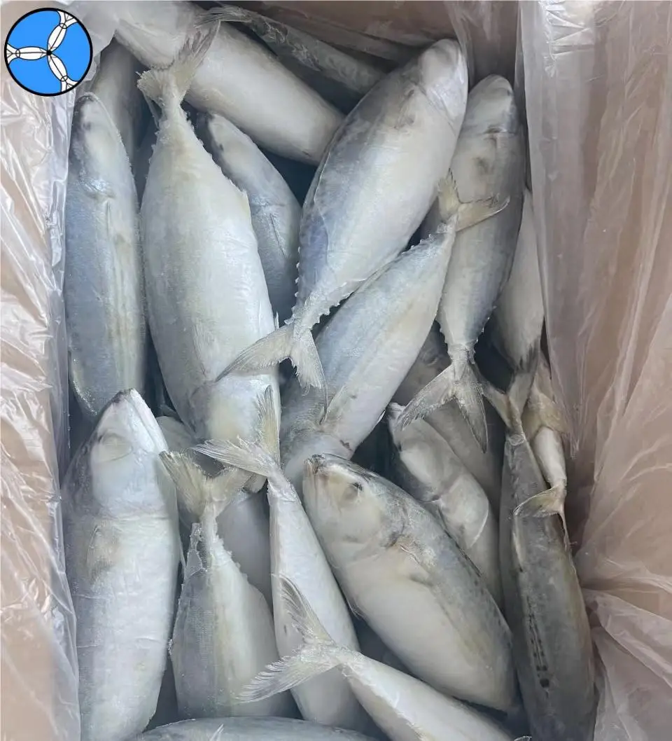 Cheap Price High Level Indian Mackerel Seafood Supplier Price for Sale
