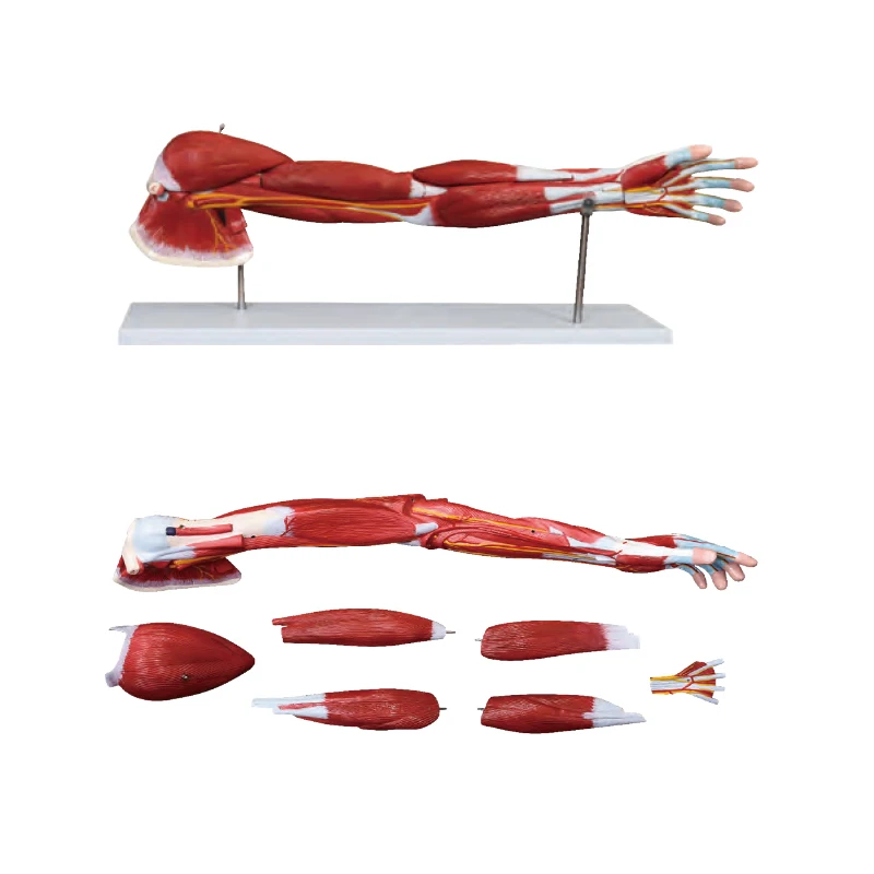 Medical Science Educational Teaching 80CM Human Male Muscle Model 27 Parts Human Bone anatomy Model