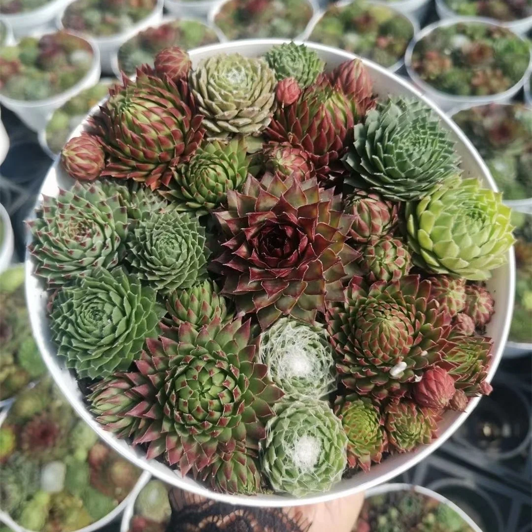 Суккуленты для оптовой продажи, суккуленты, живые камни