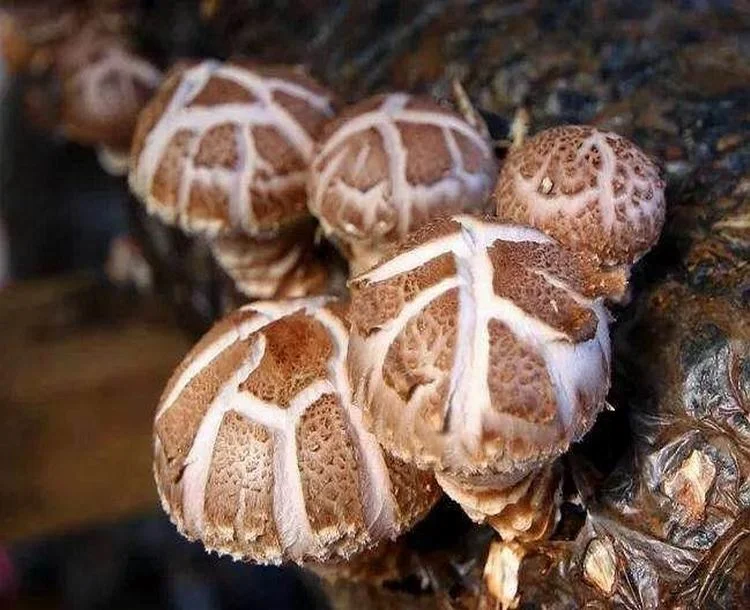 
Shiitake Mushroom Spawn Champignon Mushroom Seeds 