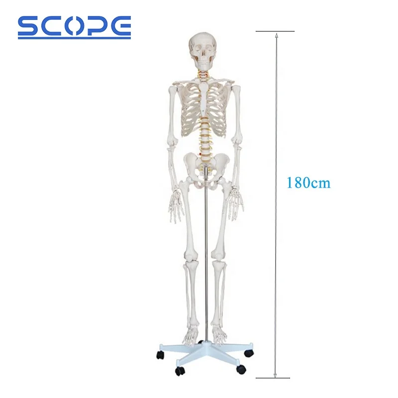 SC-A1001 180cm Human Anatomy White Skeleton Model for Medical School