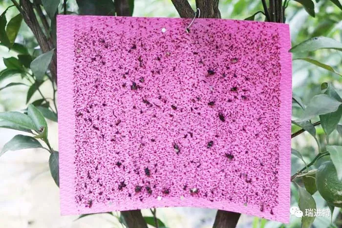 
Professional Manufacture Cheap Fly Glue Paper Purple Sticky Insect Traps 