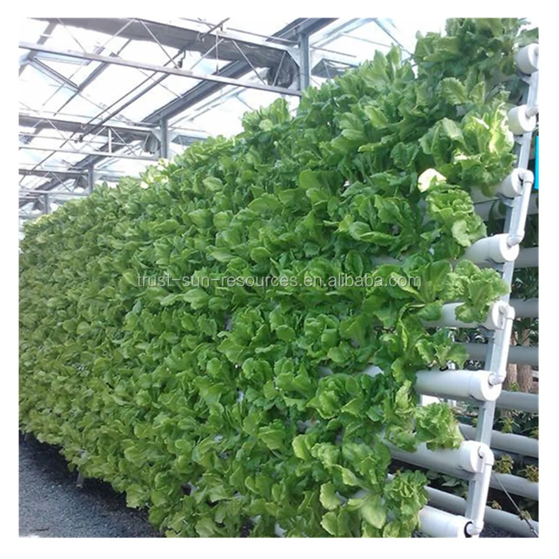 
Low Cost Nutrient Film Teechnique(NFT) Hydroponics for PC Polycarbonate Greenhouse 