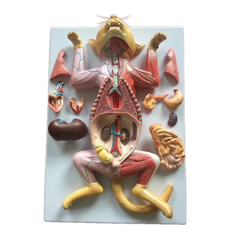 medical science cat anatomy model Cat Anatomy (Thoracic and Abdominal Organs) professional  medical for veterinary