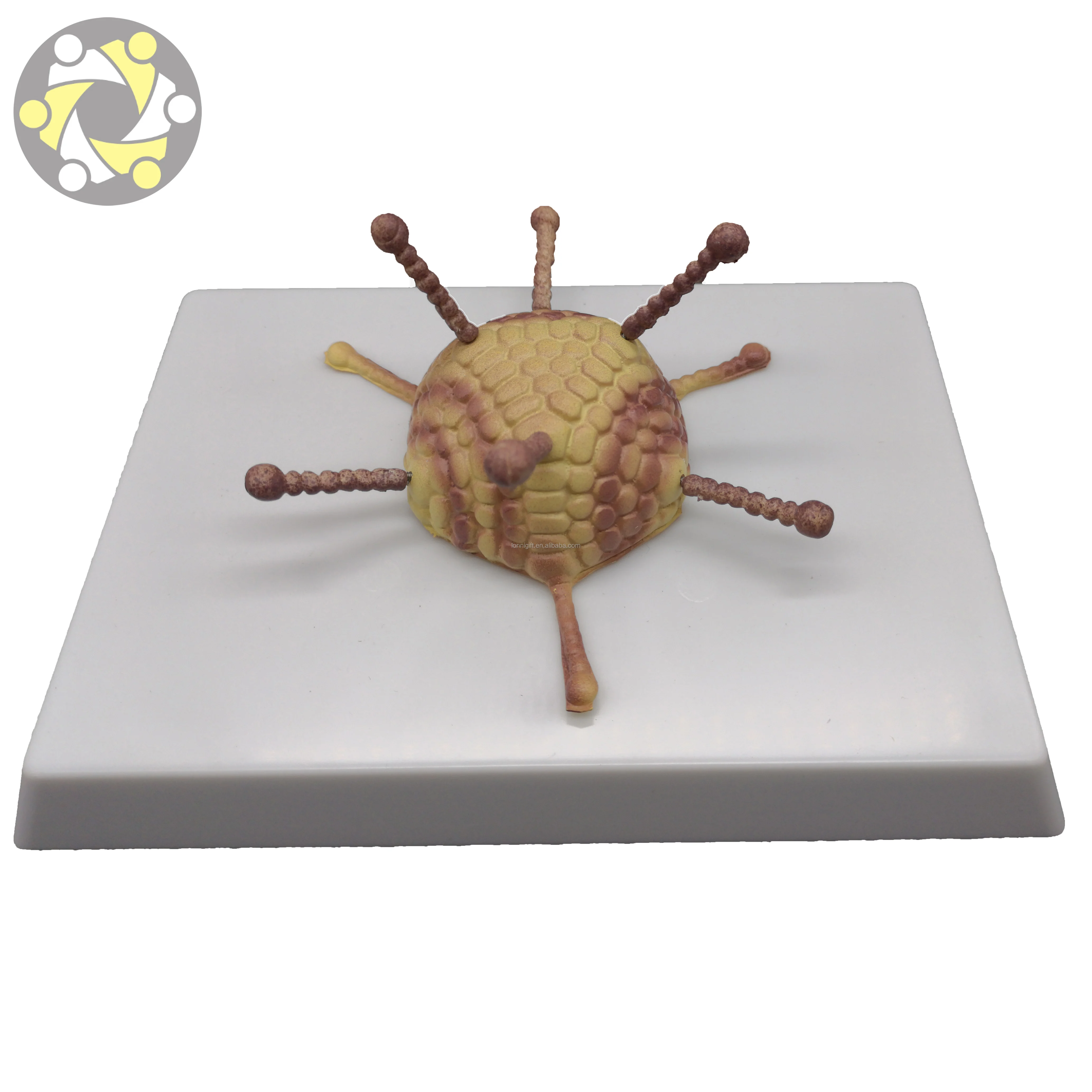Medical science Virus anatomical model Bacterial virus model Adenovirus Cell Ultrastructure Model