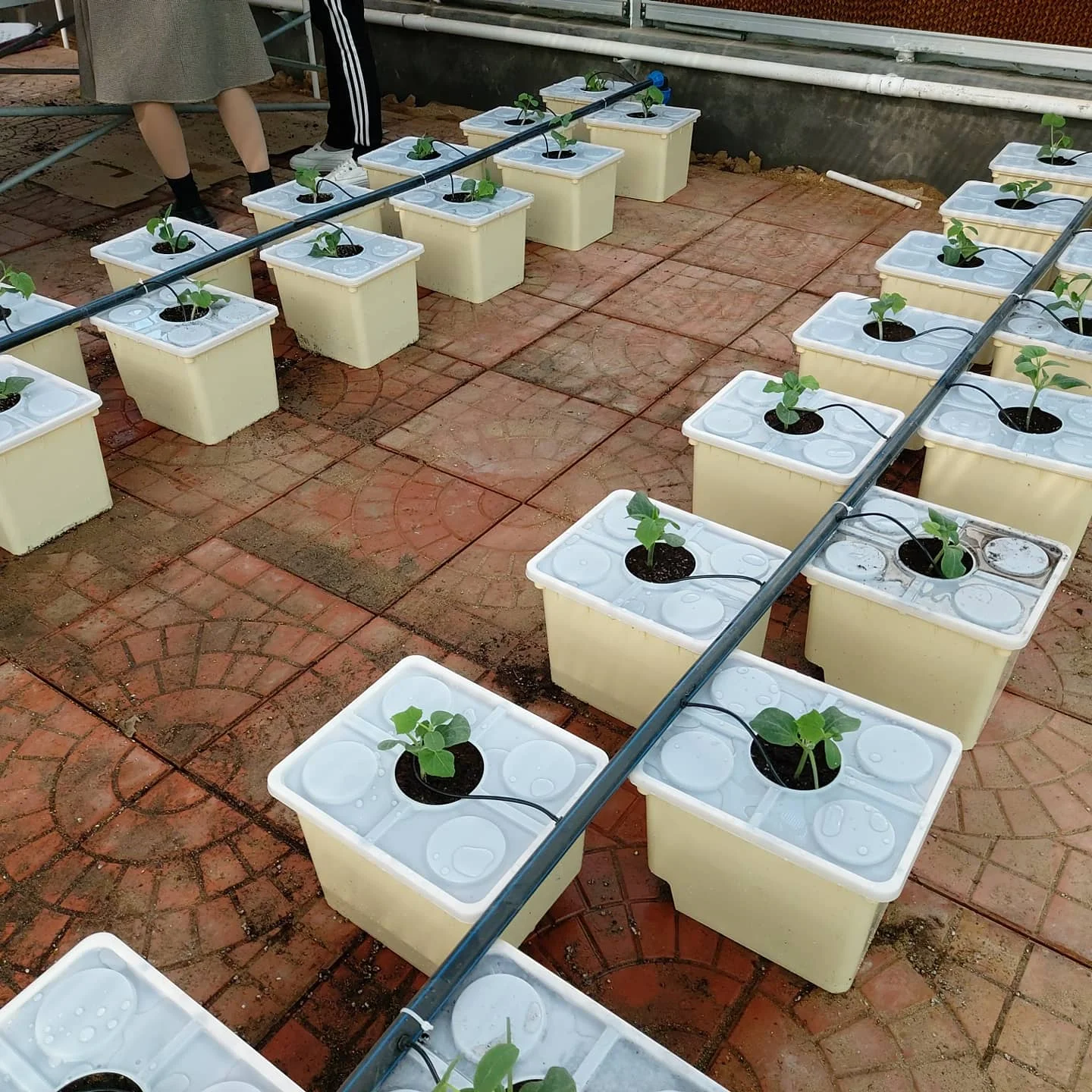 6000 Square meter greenhouse hydroponic system