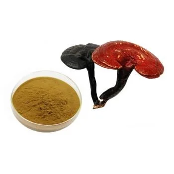 
100% Pure natural Reishi Mushroom Ganoderma Lucidum Extract 