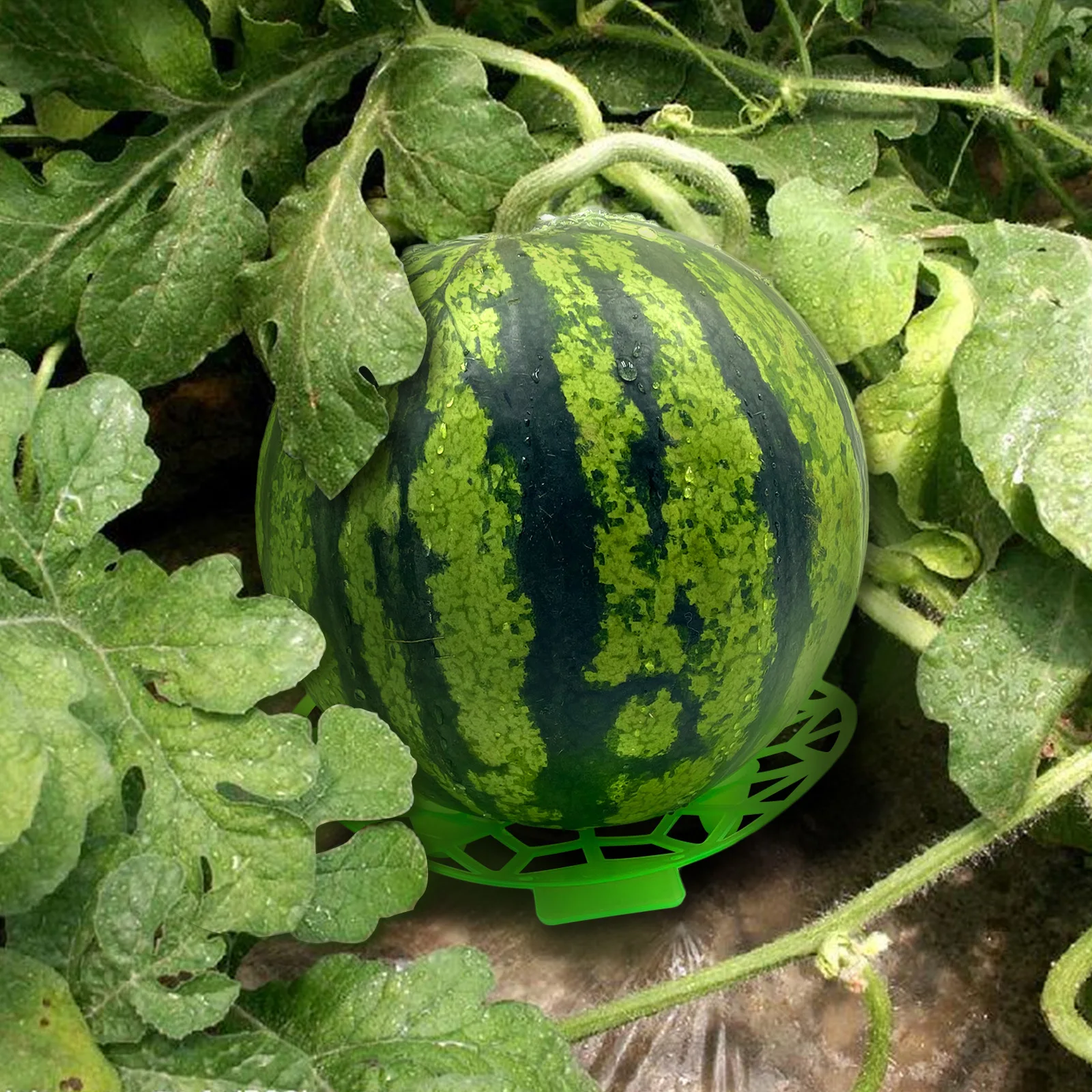 Садовые опоры для выращивания дыни из тыквы