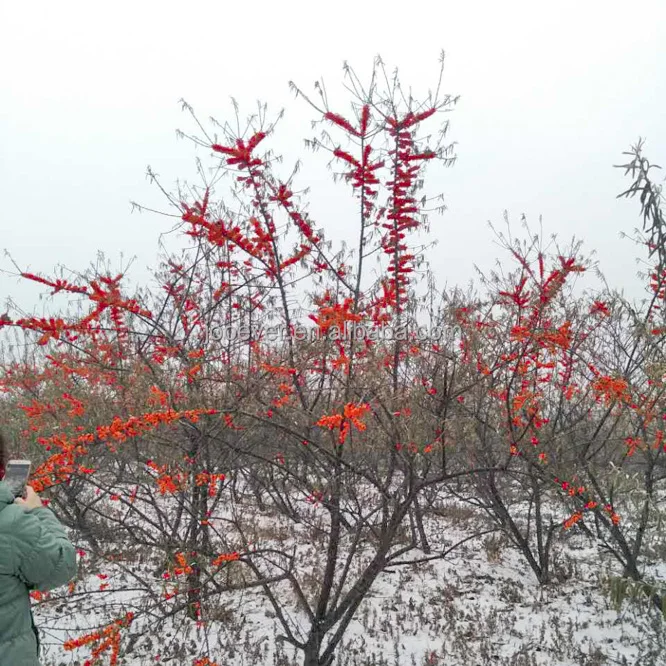 Сертифицированный BRC HACCP IQF замороженные фрукты премиум класса облепихи для здоровых закусок и рецептов
