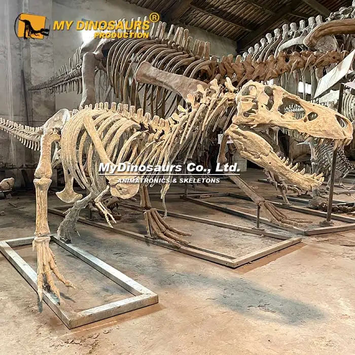 MYDINO Скелет Юрского динозавра музей качественный детский скелет ископаемый