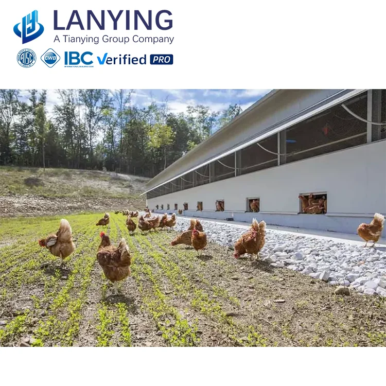 steel structure Poultry chicken farm/Environmental low cost prefabricated