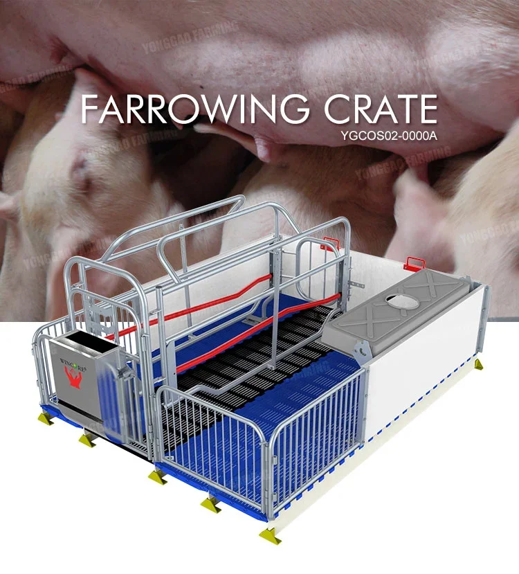 Automatic Pig Feeders Elevated Hog Farrowing Crates Equipment For Sows