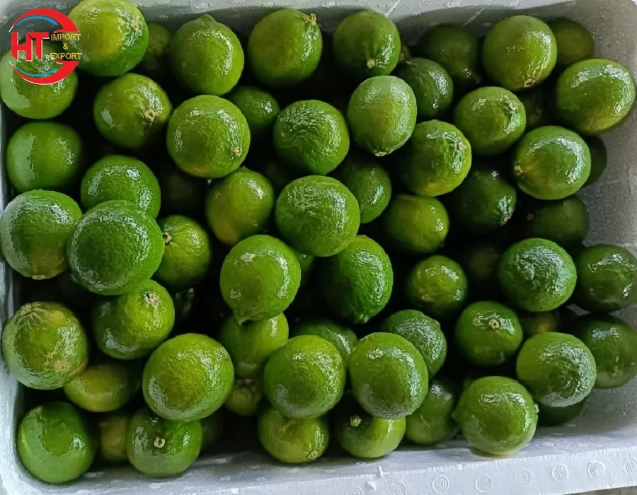 Оптовая продажа, органический зеленый лимонный зеленый лайм без семян лайма