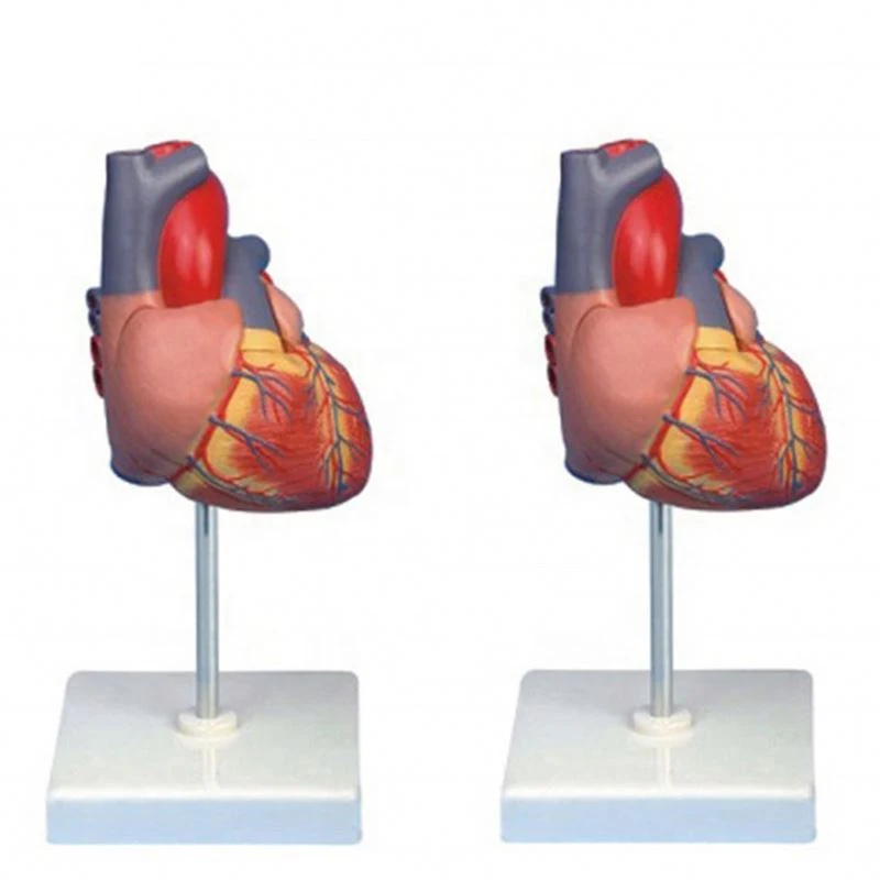 Medical Science Life Size Adult Heart Model,PVC Plastic Human 2 Parts Heart Anatomy Model For Education Training