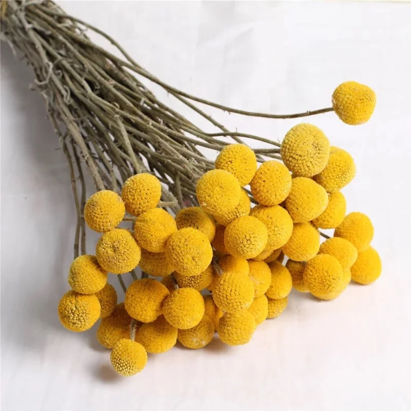 Wedding Bouquet Decor Christmas Wreath DIY Ball Flower Dried Craspedia Yellow Billy Balls Dried Flowers