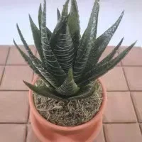 Diversion Stash Hider Secret Flower Pot Safe Secret Hide treasure Outdoor Hidden Compartment Money Safe with Key Lock Box