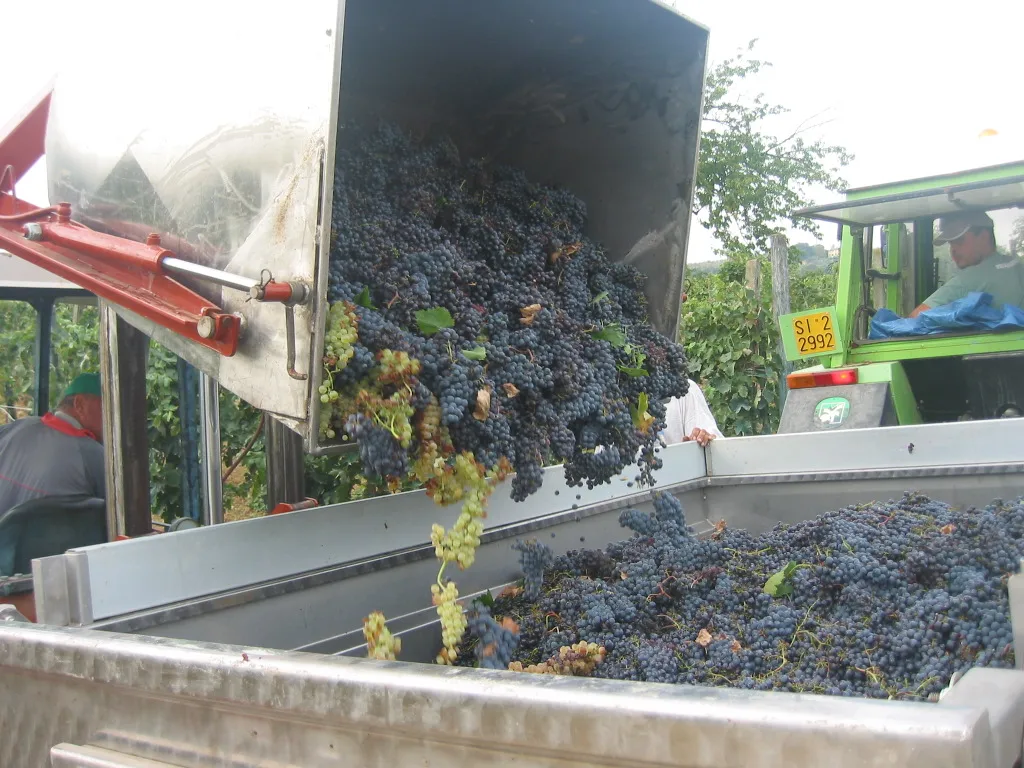 IL CILIEGIO Wine Alcoholic Beverage High Quality Artisan DOCG Chianti Colli Senesi Wine from Tuscany