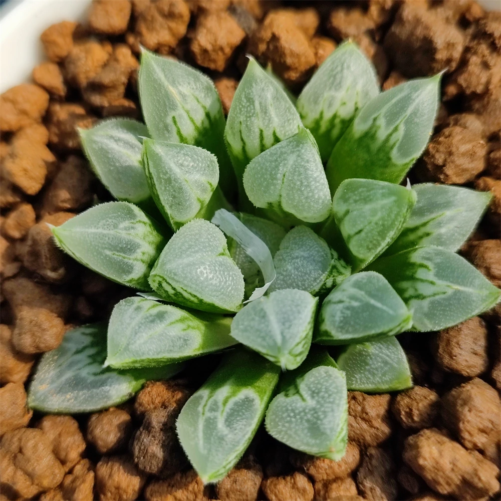 Саженцы H159 Haworthia «Love Heart», редкие суккуленты, живое растение, горшок 3 дюйма, садовый Цветочный бонсай, комнатное растение, древесное растение