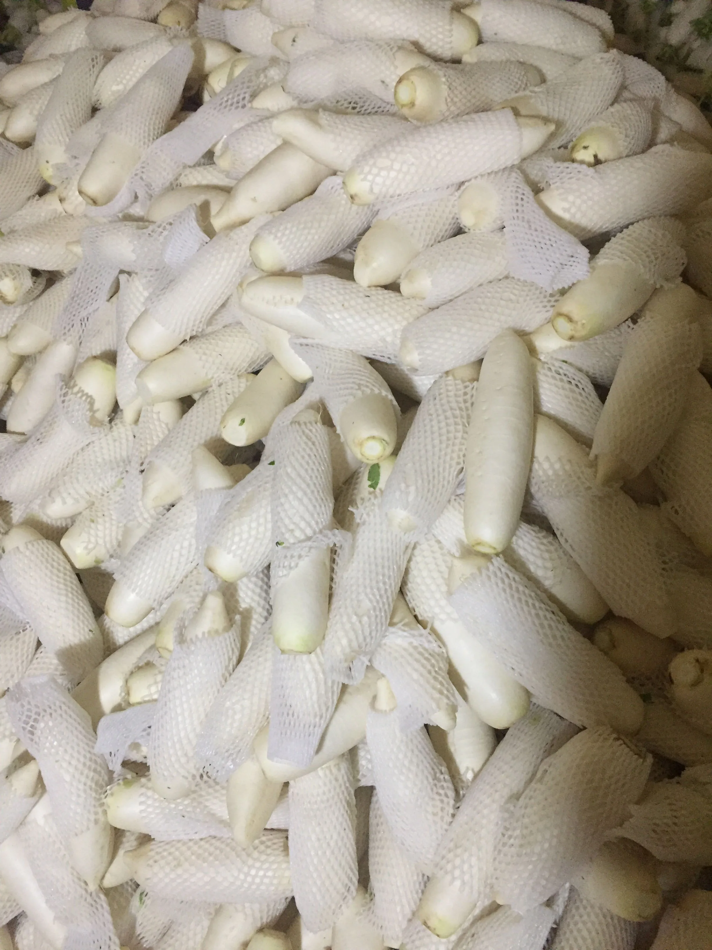 2024 new crop Chinese factory supply Fresh organic vegetables Radish White Green Daikon fruit radish and seeds prices from China