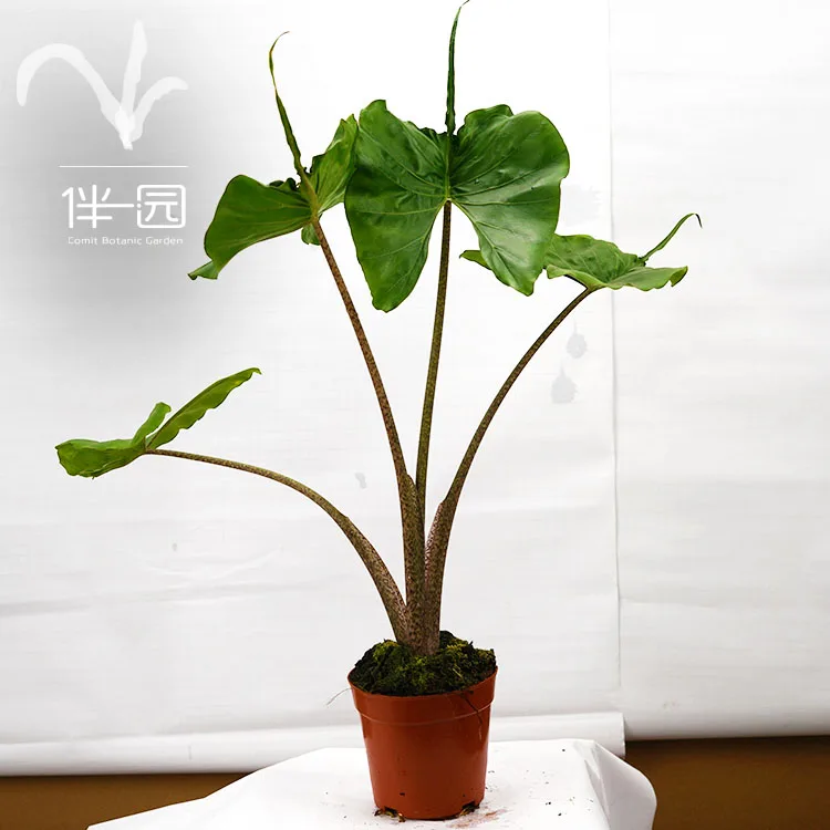
High quality plants seedling Alocasia seedlings Stingray Ornamental natural plants for interior decoration 