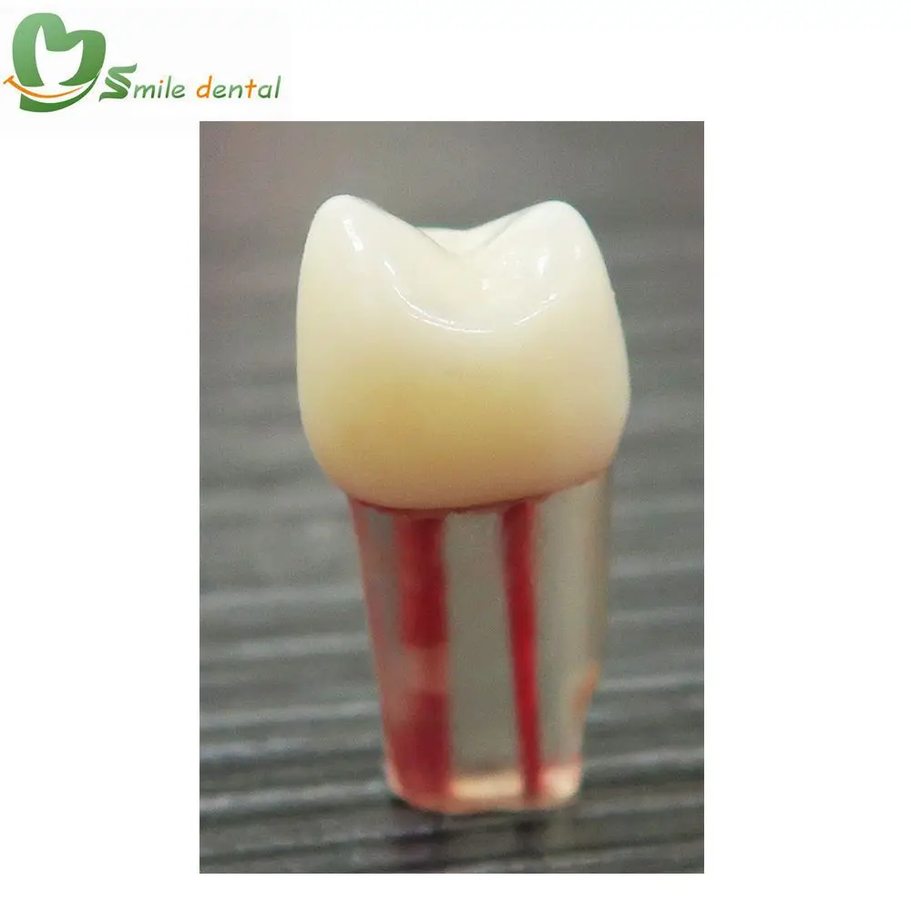 Endo canal dental practice teeth