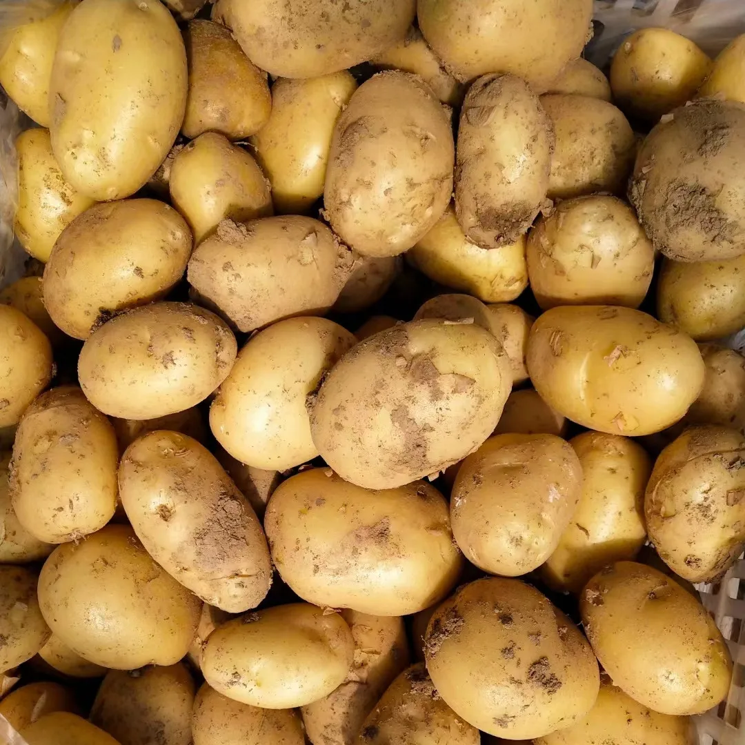 Popular fresh vegetable potato export low price