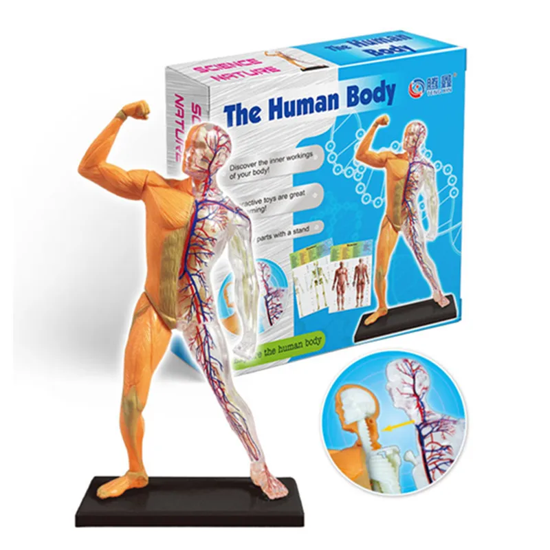 DIY human body assembly science educational kit toys set  for 5-7yeas old kids