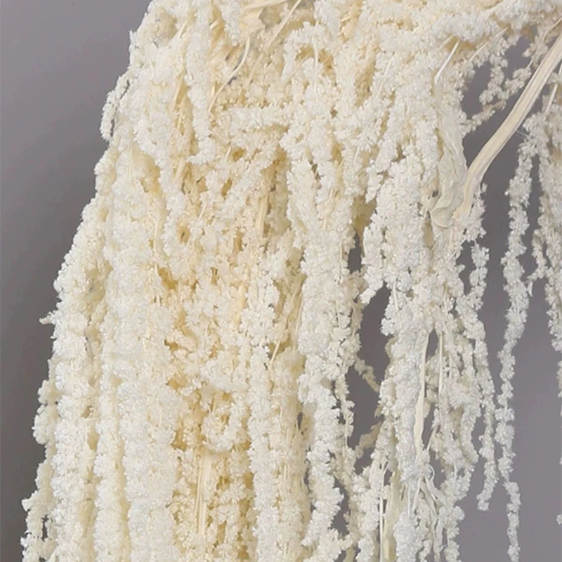 Fantastic New Product Hanging Rice, Natural Dried Flower Tail, Amaranth, Home and Homestay Decoration Photography Prop