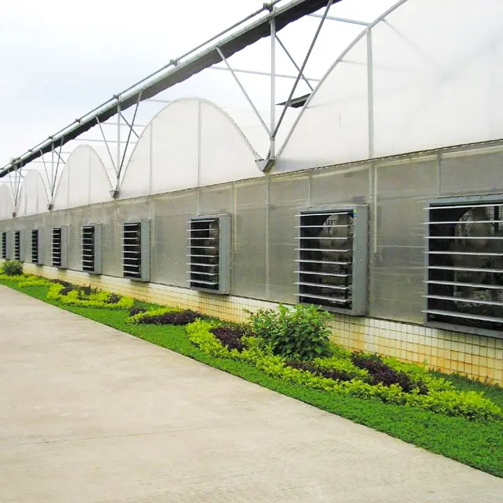 
low cost agricultural plants tunnel strawberries hydroponic growing systems strawberry greenhouse 