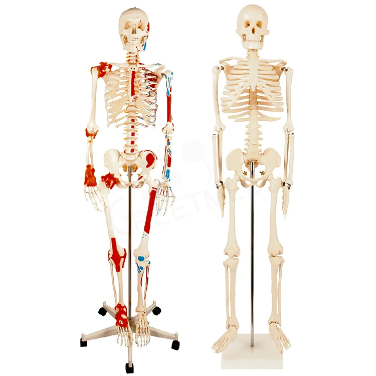 180cm 85cm pvc humano esqueleto medical anatomy skeleton original color muscule human skeleton model