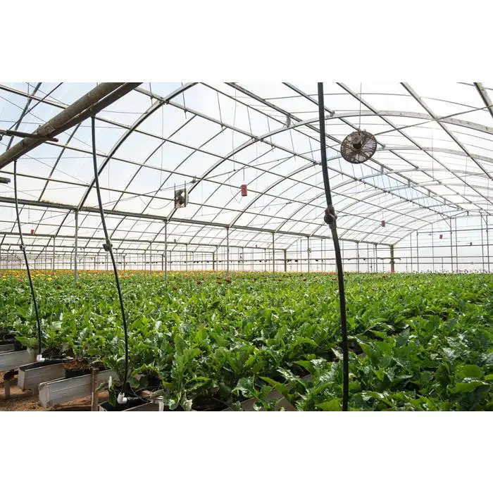 Cultured Mushroom Greenhouse with Hot Dip Galvanized Single Span Tunnel House Design Featuring a Galvanized Steel Frame