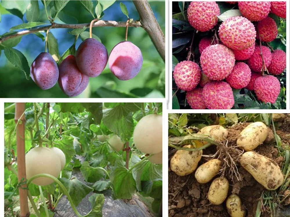 Small molecule chitosan oligosaccharide powder soluble organic fertilizer can prevent nematodes and prevent premature aging