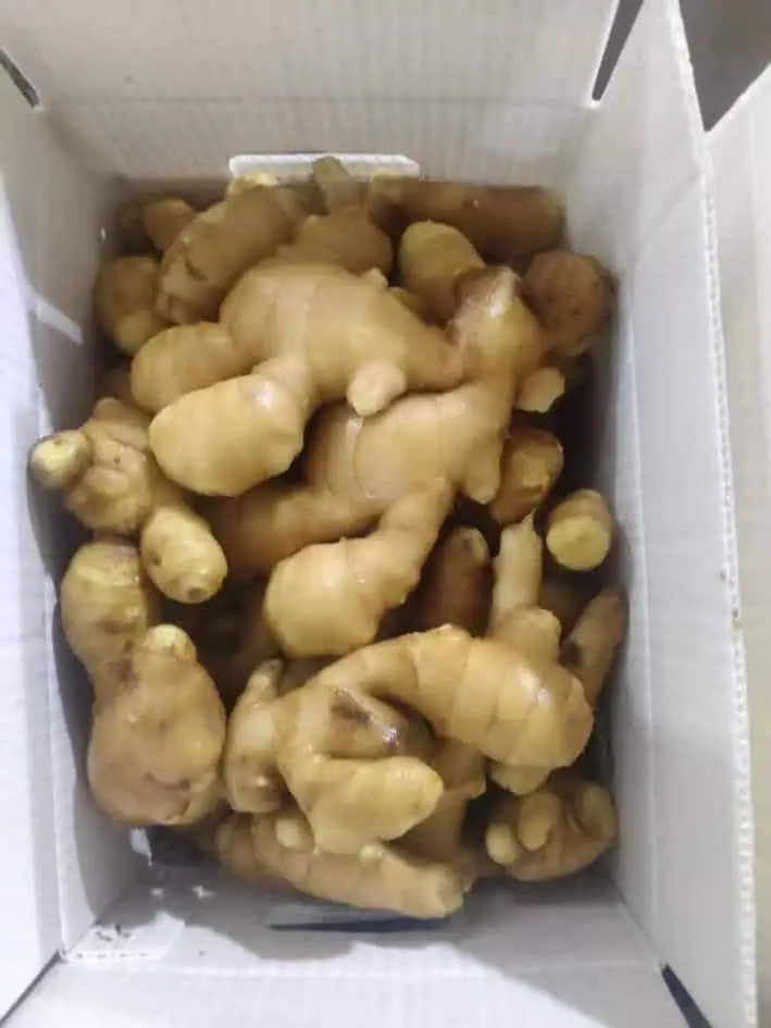 
The Best Choice For Exporter Fresh Spicy Ginger shelflife 60days up Shipping From Vietnam Have Carton Packaging 