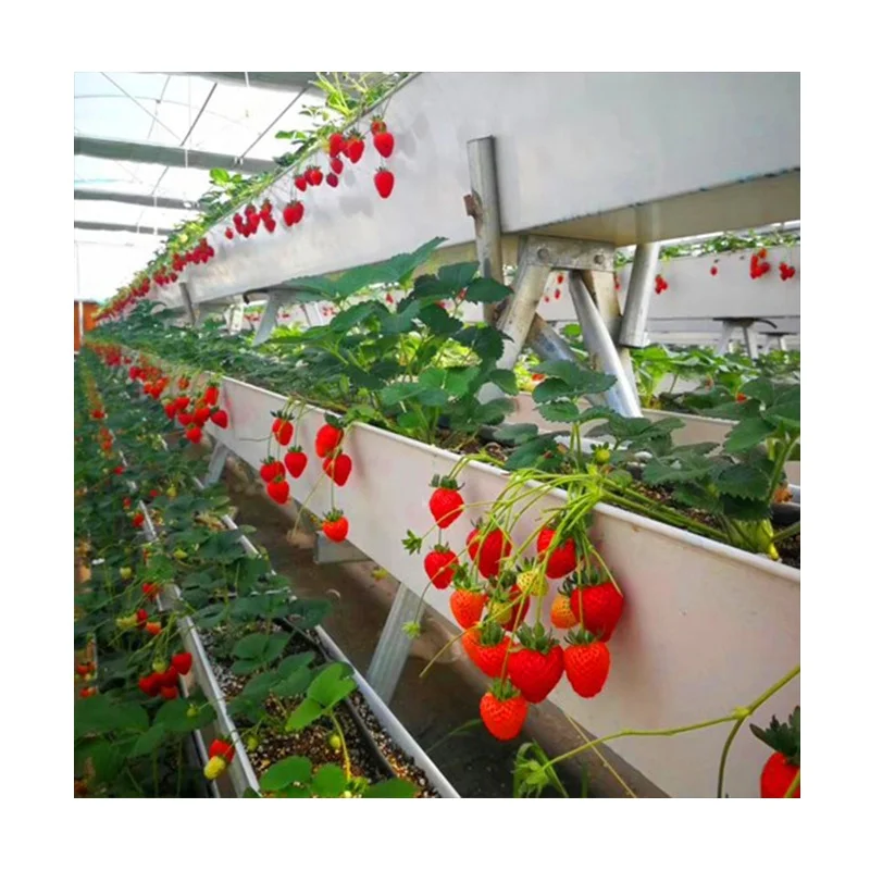 40ft Container Smart Farm Vertical Farming Equipments Hydroponic Strawberry Growing System Shipping Container Farm Greenhouse